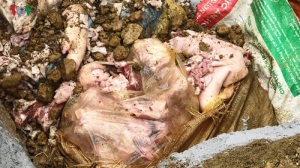 Lào Cai tiêu hủy 3 tạ thịt lợn chuẩn bị nấu ăn từ thiện