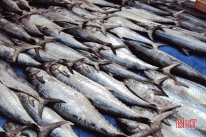 Giúp ngư dân Hà Tĩnh giữ hải sản tươi sạch ngay trên tàu cá