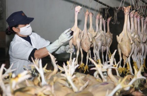 Phối hợp bảo đảm an toàn thực phẩm giữa Hà Nội với các tỉnh: Chưa chặt chẽ, nhiều vướng mắc