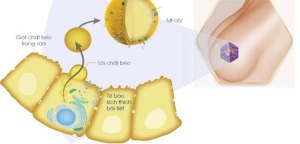 Tìm thấy MFGM (Milk Fat Globule Membrane) trong sữa mẹ, thành phần “ưu việt” trong dinh dưỡng nhi khoa