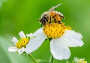 Mật ong và phấn hoa càng cua nảy mầm với sức khoẻ người tiêu dùng