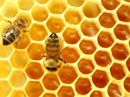 Dự án sản xuất và tiêu thụ một số sản phẩm (BeePs) từ ong mật Apis mellifera