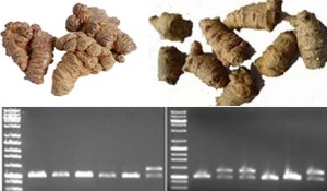 Xác thực bột tam thất bắc dựa vào đa hình chiều dài sản phẩm PCR giữa 2 gen lạp thể atpH và atpI